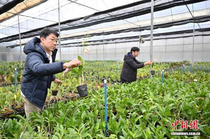 體育投注：“台农二代”接力父辈 扎根广州打造“兰花王国”