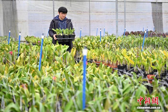 體育投注：“台农二代”接力父辈 扎根广州打造“兰花王国”