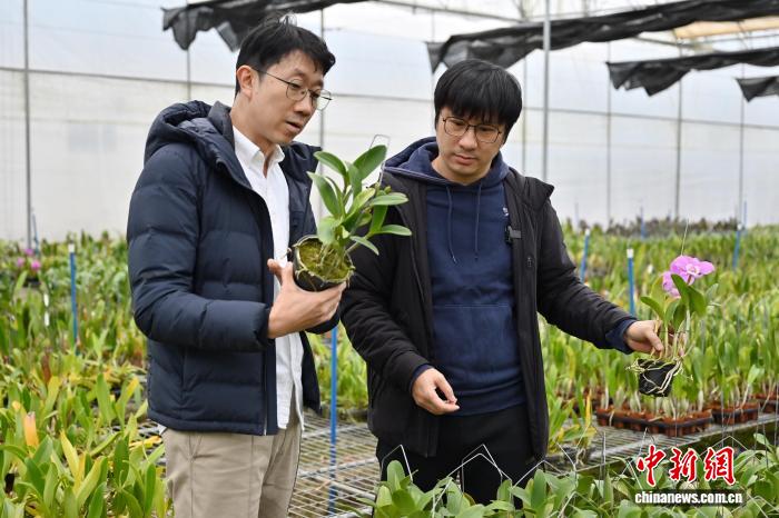 體育投注：“台农二代”接力父辈 扎根广州打造“兰花王国”