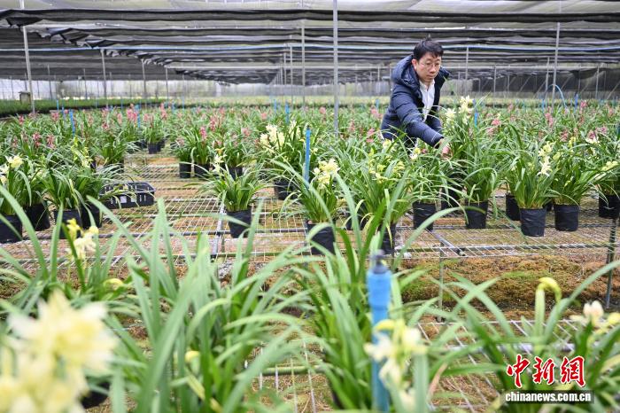 體育投注：“台农二代”接力父辈 扎根广州打造“兰花王国”