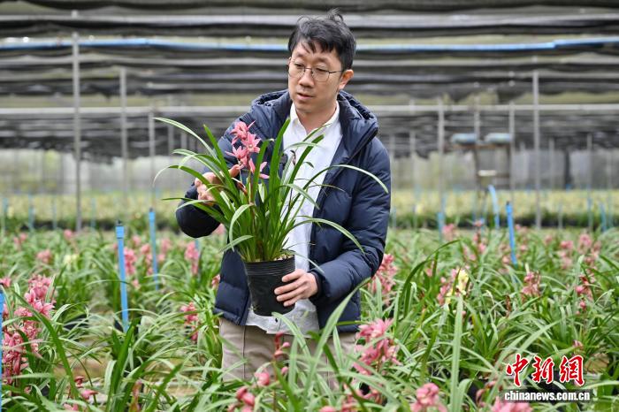 體育投注：“台农二代”接力父辈 扎根广州打造“兰花王国”